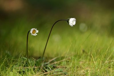 Close-up of white flowers blooming in field