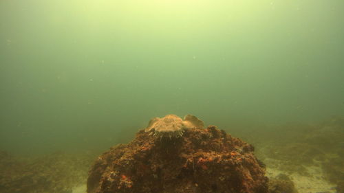 View of an animal on rock