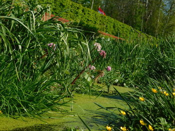 Plants growing on field