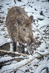 View of an animal on snow covered land