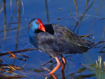 Close-up of bird perching on a lake