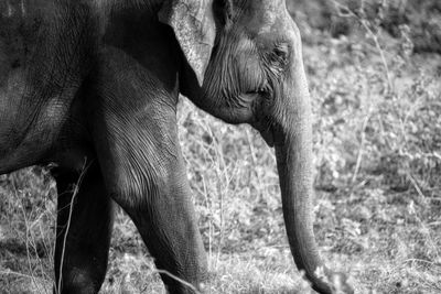 Elephant in a field