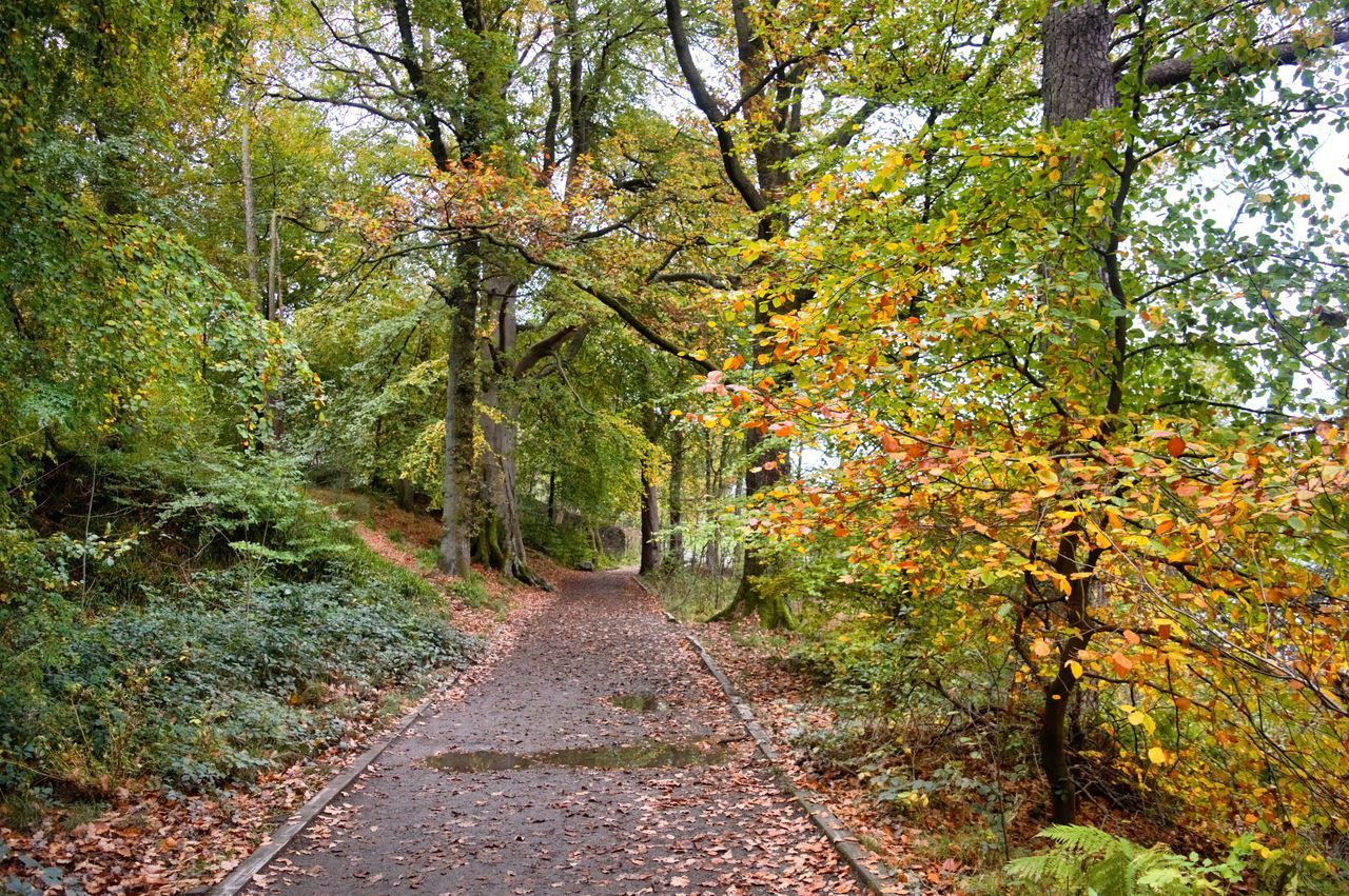 FOOTPATH BY TREES IN FOREST DURING AUTUMN