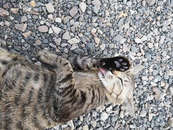 High angle view of a cat