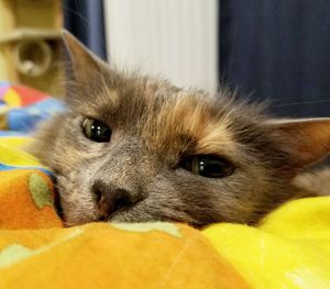 Close-up portrait of cat relaxing at home