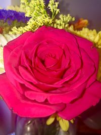 Close-up of pink rose flower