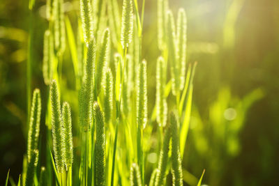 Close-up of plants against blurred background