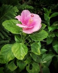 Close-up of pink rose