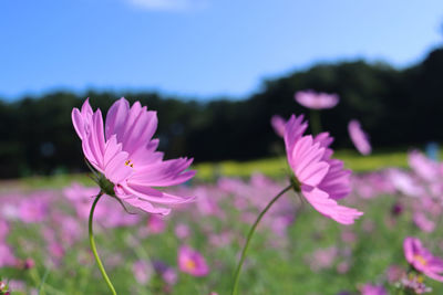 Close-up of pink flowering plant on field