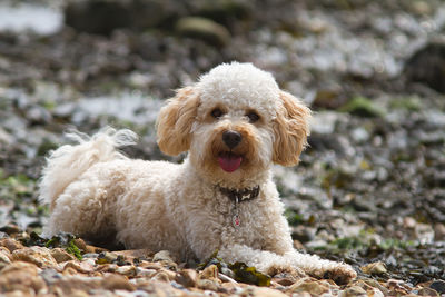 Portrait of dog