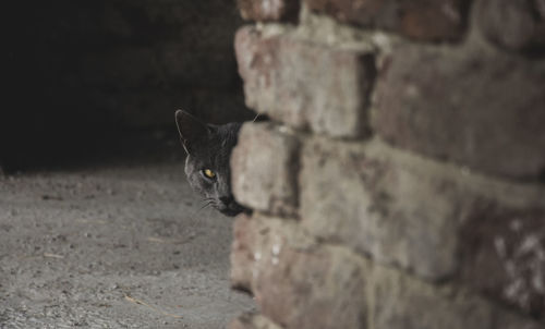 Close-up of cat