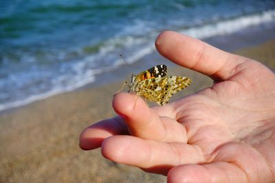 Close-up of hand holding crab on beach