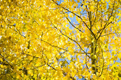 Low angle view of flower tree