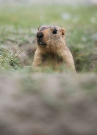 Close-up of lion