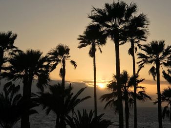 Silhouette palm trees at beach against sky during sunset