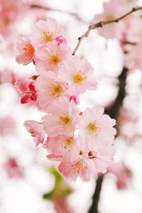 Close-up of pink cherry blossom