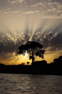 Silhouette trees by sea against sky during sunset