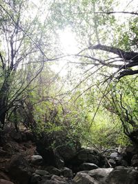 Low angle view of trees in forest