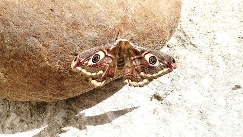 Close-up of crab on sand