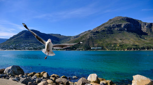 Seagull flying over rocks by sea against blue sky