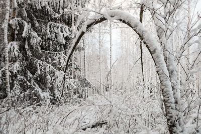 Close-up of bare trees in winter