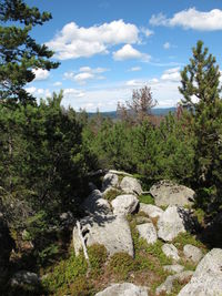 Scenic view of rocks by trees against sky