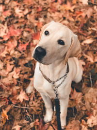 Close-up of dog