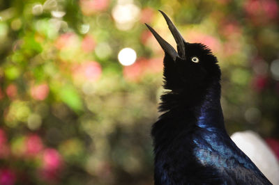 Close-up of an animal