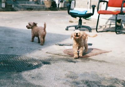 Dogs on street