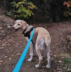 Dog standing on land