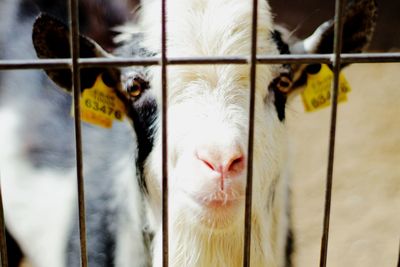 Close-up portrait of goat seen through cage