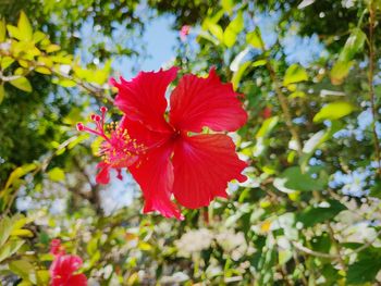 Close-up of red hibiscus flower