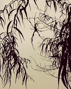 Low angle view of silhouette bare tree against sky