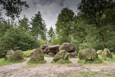 Rocks on field against trees in forest