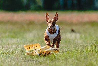 Cirneco dell etna dog running fast and chasing lure across green field at dog racing competion