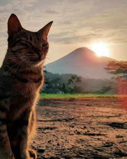 Cat looking away on field during sunset