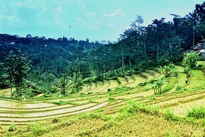 Scenic view of agricultural field against sky
