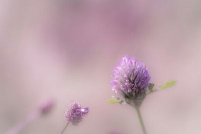 Close-up of pink flowers