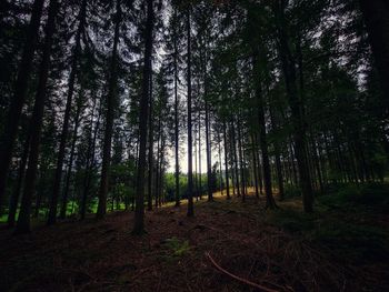 Trees growing on field in forest