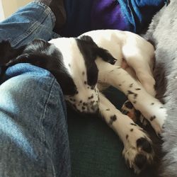 Midsection of person with dog resting at home