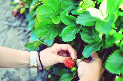 Close-up of hand holding fruit