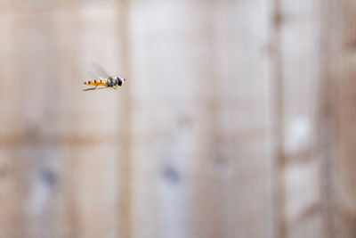 Close-up of blow fly in flight against blurred wooden background with copy space 