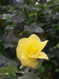 Close-up of yellow flowering plant