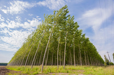 Low angle view of tree on field against sky