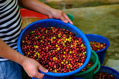 Fresh raw coffee cherry beans in blue basket in farmers hand at industry community chiang rai 
