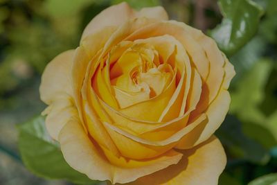 Close-up of yellow rose blooming outdoors