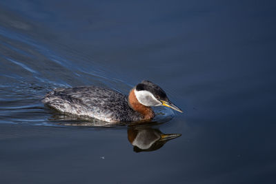 High angle view of grebe swimming on lake