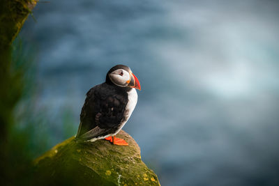 Close-up of bird perching on rock