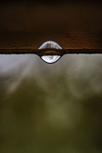 Close-up of water drops on leaf