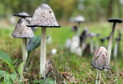 Close-up of mushrooms growing on field
